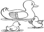 coloriage gratuit Canards