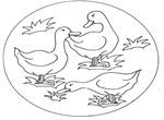 coloriage gratuit Canards