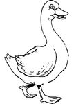 coloriage gratuit Canards