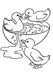 coloriage gratuit enfant Canards