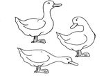 coloriage gratuit Canards