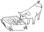 coloriage gratuit Cochons