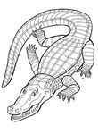 coloriage gratuit Crocodiles