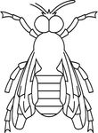 coloriage gratuit Insectes