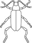 coloriage gratuit Insectes