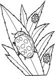 coloriage gratuit Insectes