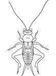 dessin gratuit Insectes