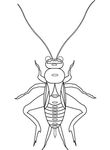 coloriage gratuit enfant Insectes