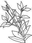 coloriage gratuit Insectes