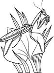 coloriage gratuit Insectes