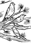 coloriage gratuit enfant Oiseaux