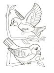 coloriage gratuit Oiseaux