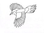 coloriage gratuit Oiseaux