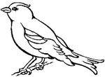 coloriage gratuit Oiseaux