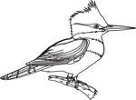 coloriage gratuit Oiseaux