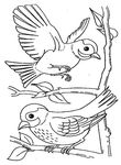 coloriage gratuit enfant Oiseaux