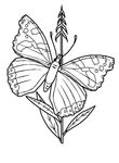 coloriage gratuit Papillons