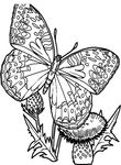 coloriage gratuit Papillons