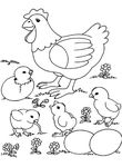 coloriage gratuit Poules