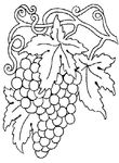 coloriage gratuit enfant Vendanges