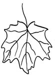 coloriage gratuit enfant Feuilles