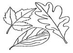 coloriage gratuit Feuilles