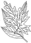 coloriage gratuit Feuilles