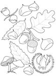 coloriage gratuit enfant Feuilles