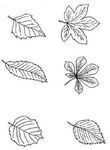 coloriage gratuit Feuilles