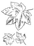 coloriage gratuit Feuilles