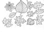 coloriage gratuit Feuilles