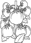 coloriage gratuit enfant Fruits Legumes