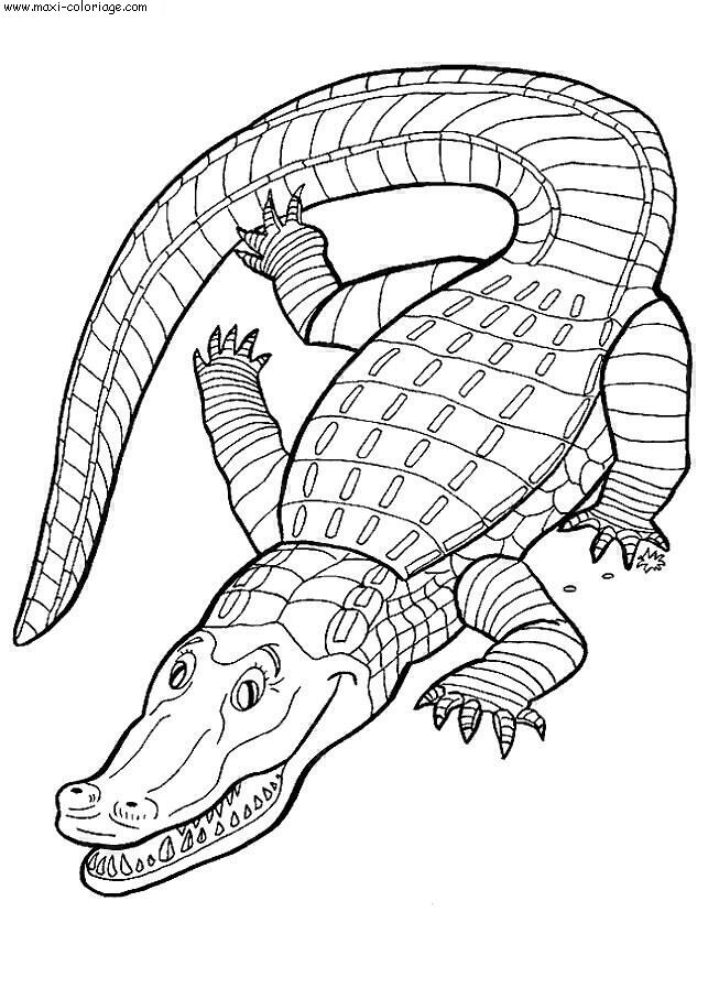 carte invitation Crocodiles