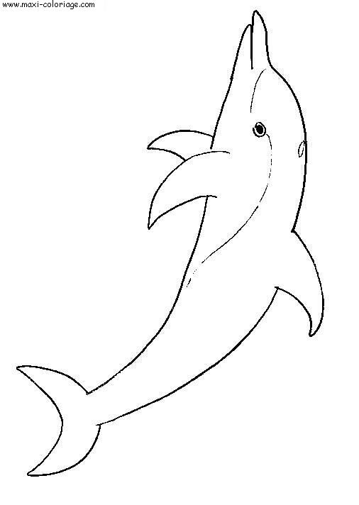 carte invitation Dauphins