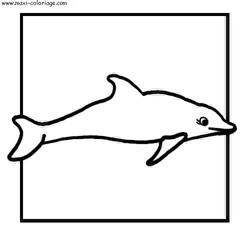 carte invitation Dauphins