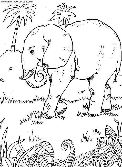 carte invitation Elephants