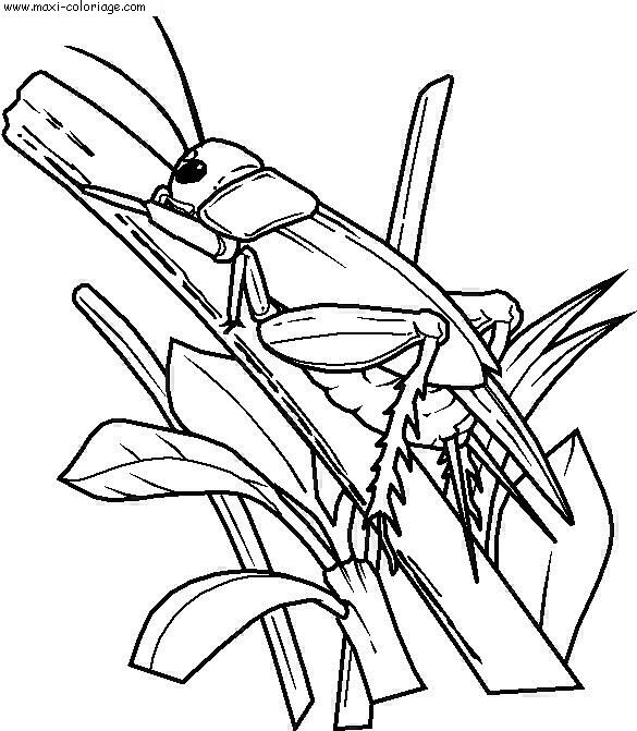 coloriage Insectes