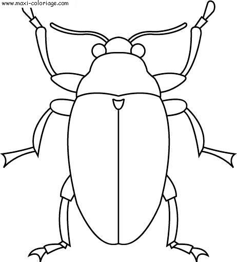 carte invitation Insectes