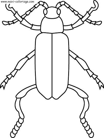 carte invitation Insectes