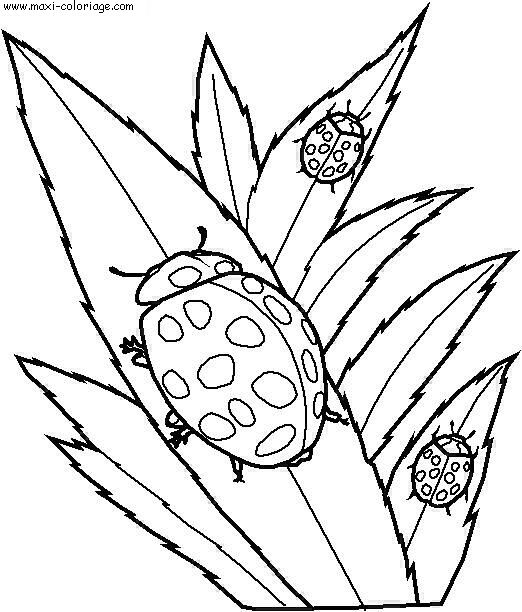 carte invitation Insectes