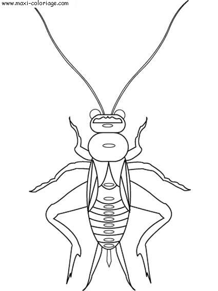 carte invitation Insectes