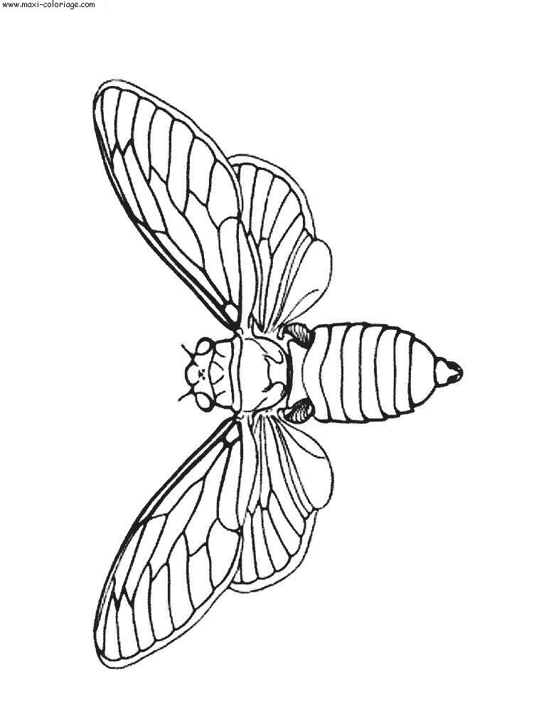 carte invitation Insectes