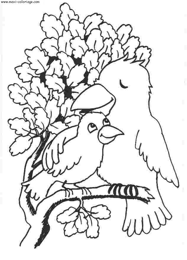 carte invitation Oiseaux