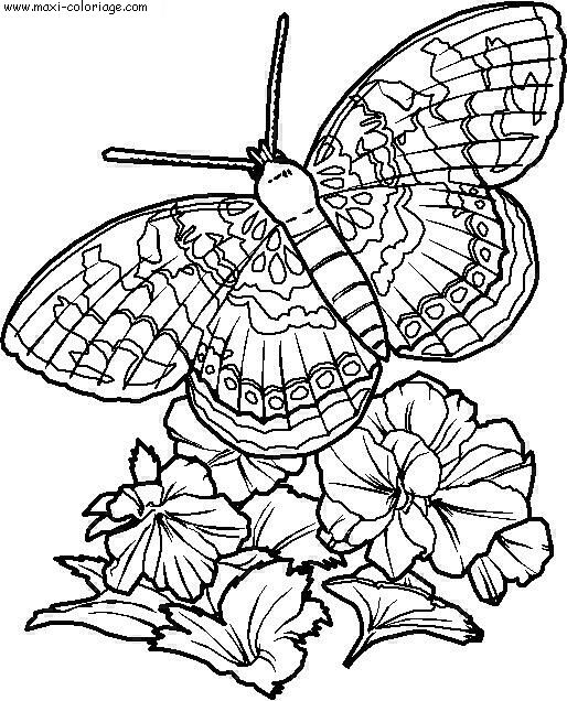 carte invitation Papillons