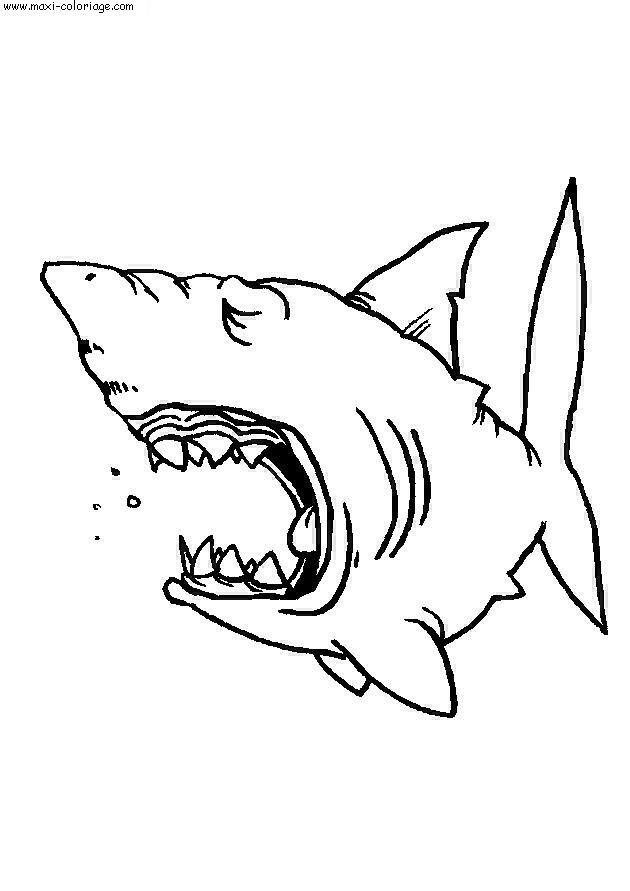 carte invitation Requins