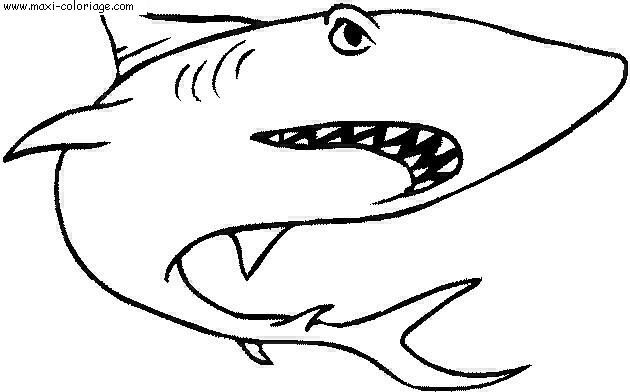 carte invitation Requins