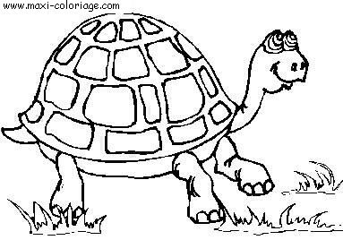 carte invitation Tortues