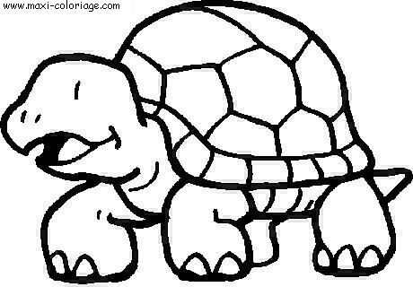 carte invitation Tortues
