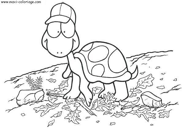 carte invitation Tortues