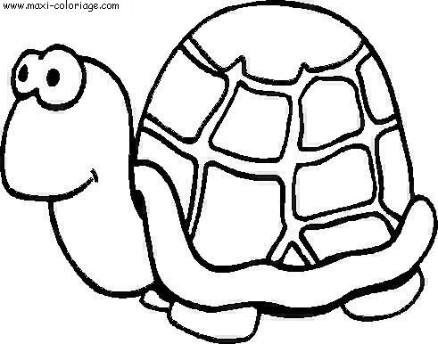 carte invitation Tortues